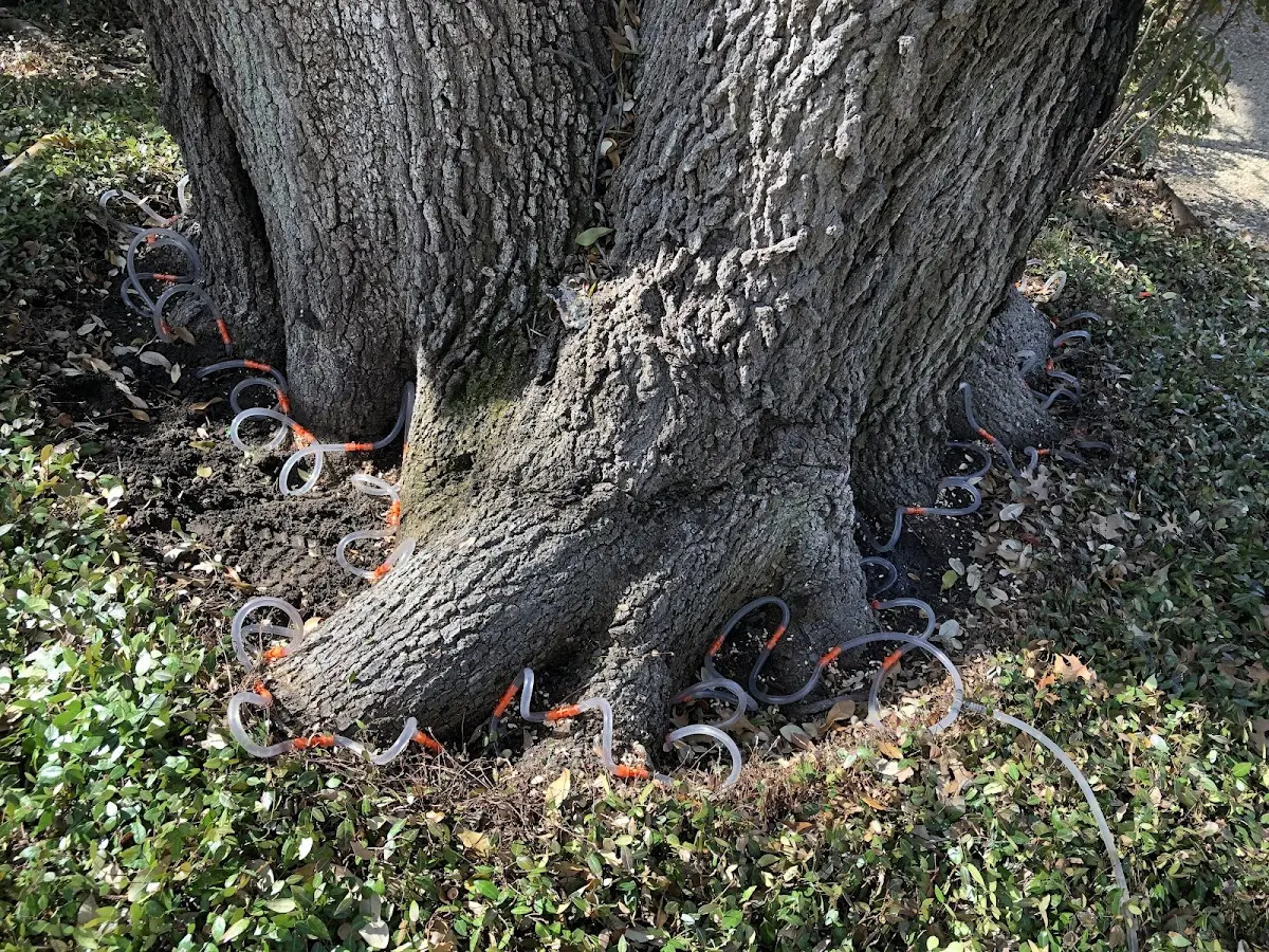 Detailed Tree Cabling and Bracing job site in Arcadia